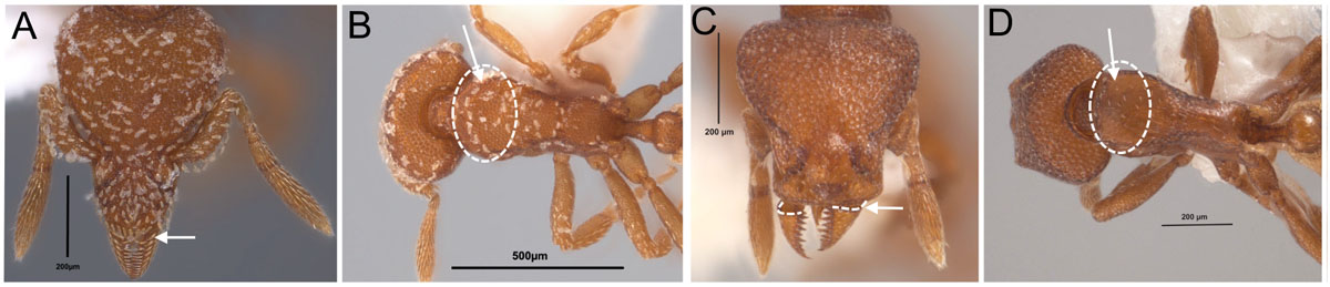 Fig 18